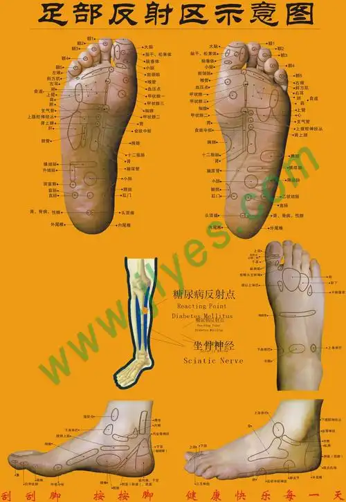 足部反射区高清图及足底按摩