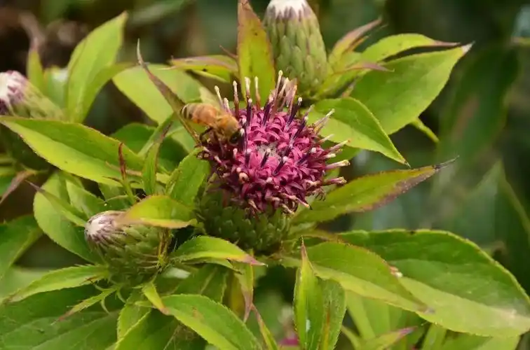 白术从古代走到今天