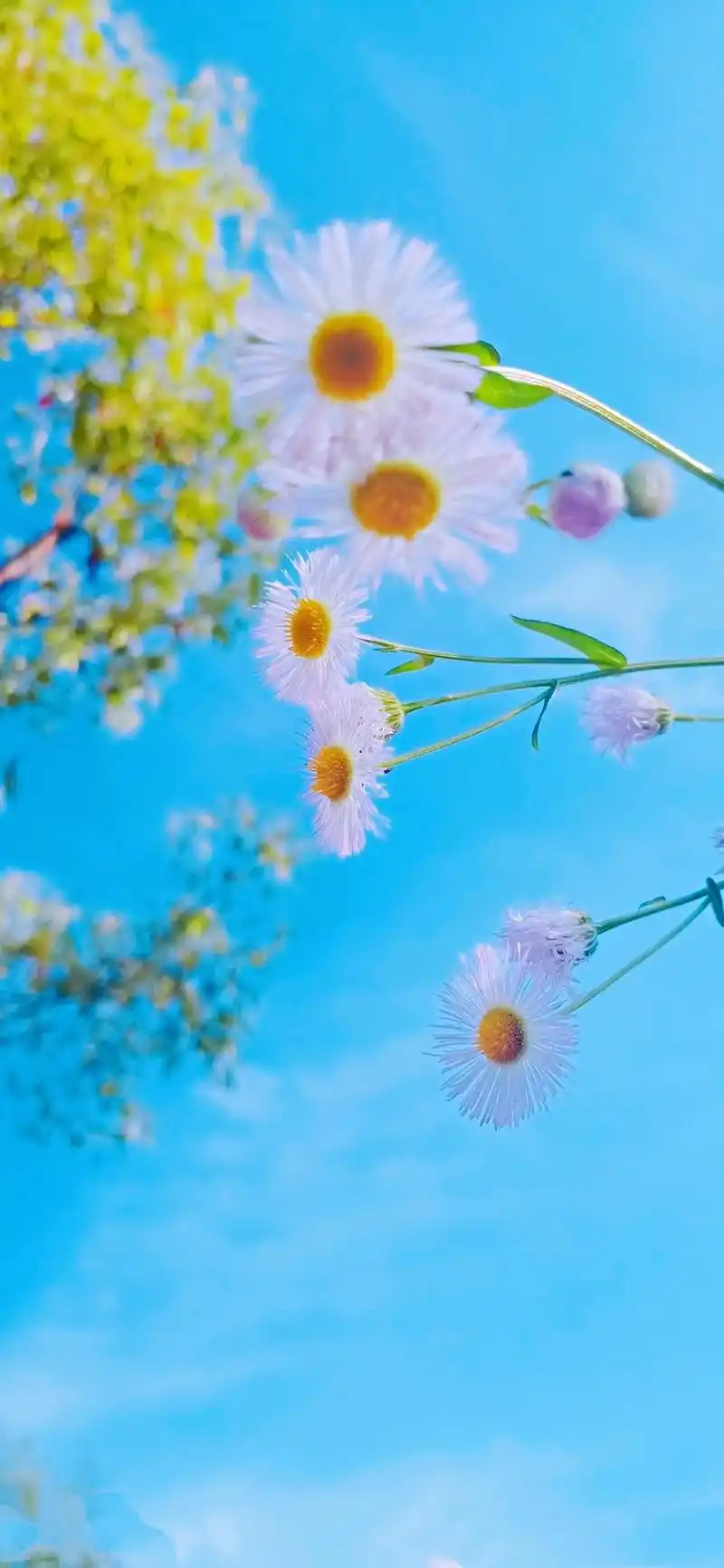 心态阳光的限量版句子,暖心大方,看一眼就爱上!