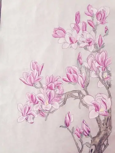 玉兰 工笔 李一麟