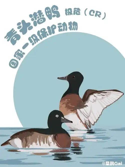 手绘插画|在中国,这10种水鸟正在摆脱濒危