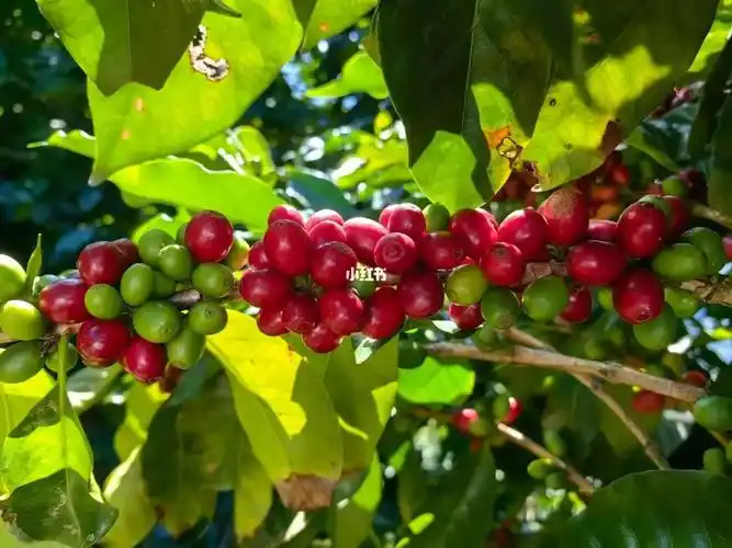 云南咖啡丨采摘季快来摘咖啡果子啦
