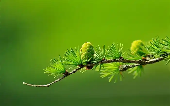 绿色针叶树锥体-清新大自然照片高清壁纸 浏览:1329