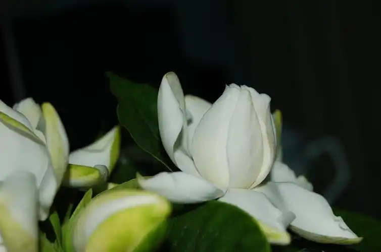 淡雅的栀子花图片花的特写花卉栀子花栀子