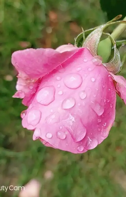 雨中花红,水滴如玉