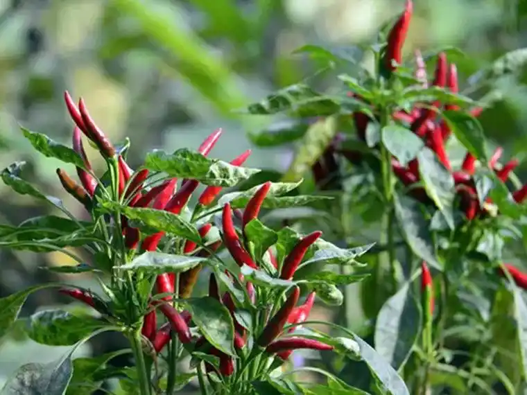 【思念椒】这辣椒叫朝天椒,可今年搁我这叫思念椒,意义非同寻常 - 抖