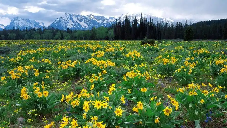 有"灾煞"凶星入保寿官,导致较多人身边难有意外之喜,1月底财神进门,2