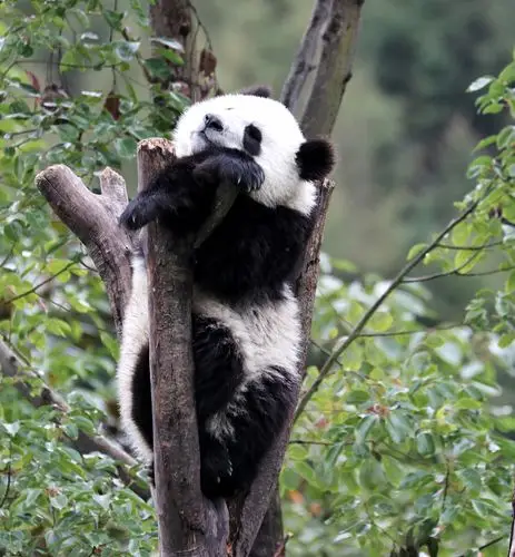 卧龙大熊猫保护区熊猫苑熊猫宝宝的睡姿