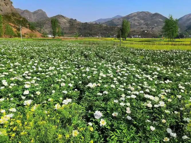 盛世美颜 原乡牡丹