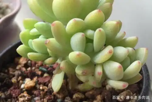 如萌动的春风似可爱的少女,这就是多肉植物春萌,你不想养一棵吗
