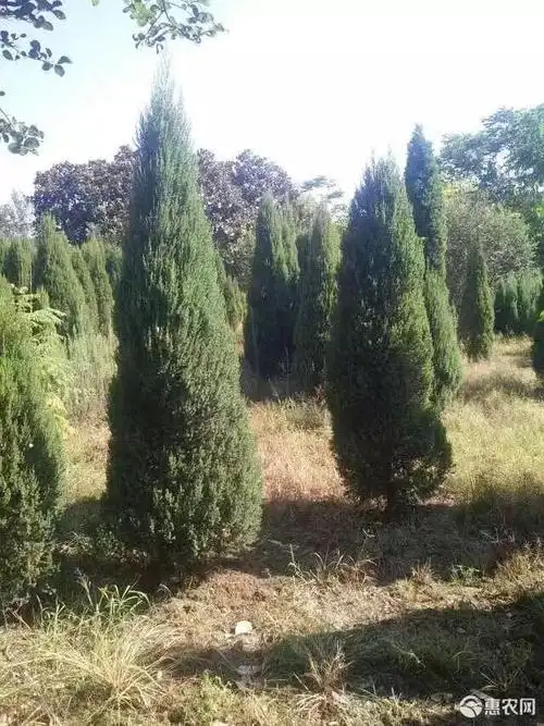 塔柏 供应塔柏树,河南省潢川县苗圃直销常年供应 价格 10.