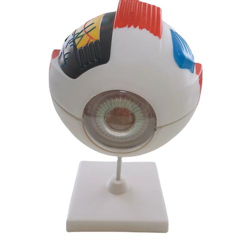 人体眼球模型 眼球解剖模型 6倍大可拆卸 生物眼球模型器材