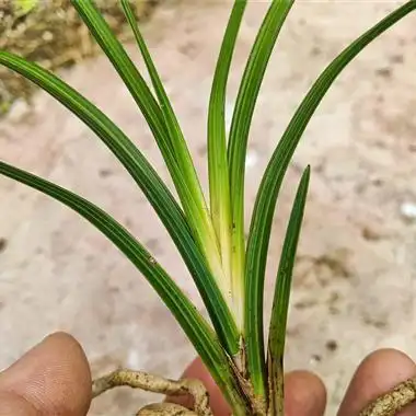 新店慧拍蕙兰黄心草 - 中国兰花交易网