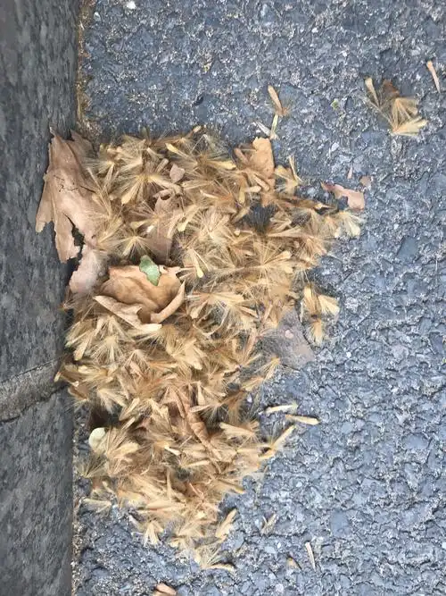 悬铃木果实被压后散出的黄褐色刺毛