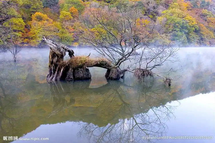 水中树木湖泊风景图片