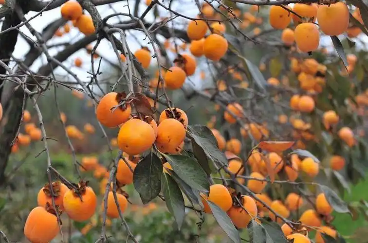 秋天,比春天更有欣欣向荣的景象,花木灿烂的春天固然美丽,然而,硕果