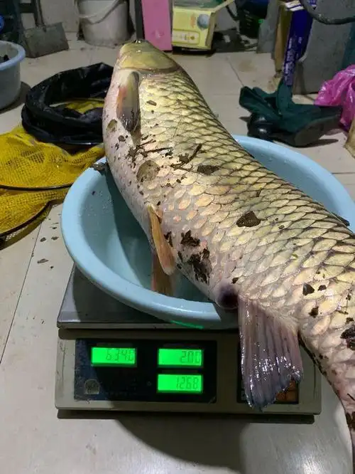 夏天野钓草鱼全攻略:饵料,窝料,钓点选择,自制饵料配方分享