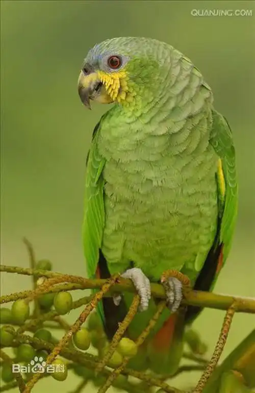 【动物世界】橙翅亚马逊鹦鹉