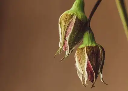 花朵凋谢的玫瑰花朵死的花朵与令人惊叹的绿色和柔和的橙色粉红色背景