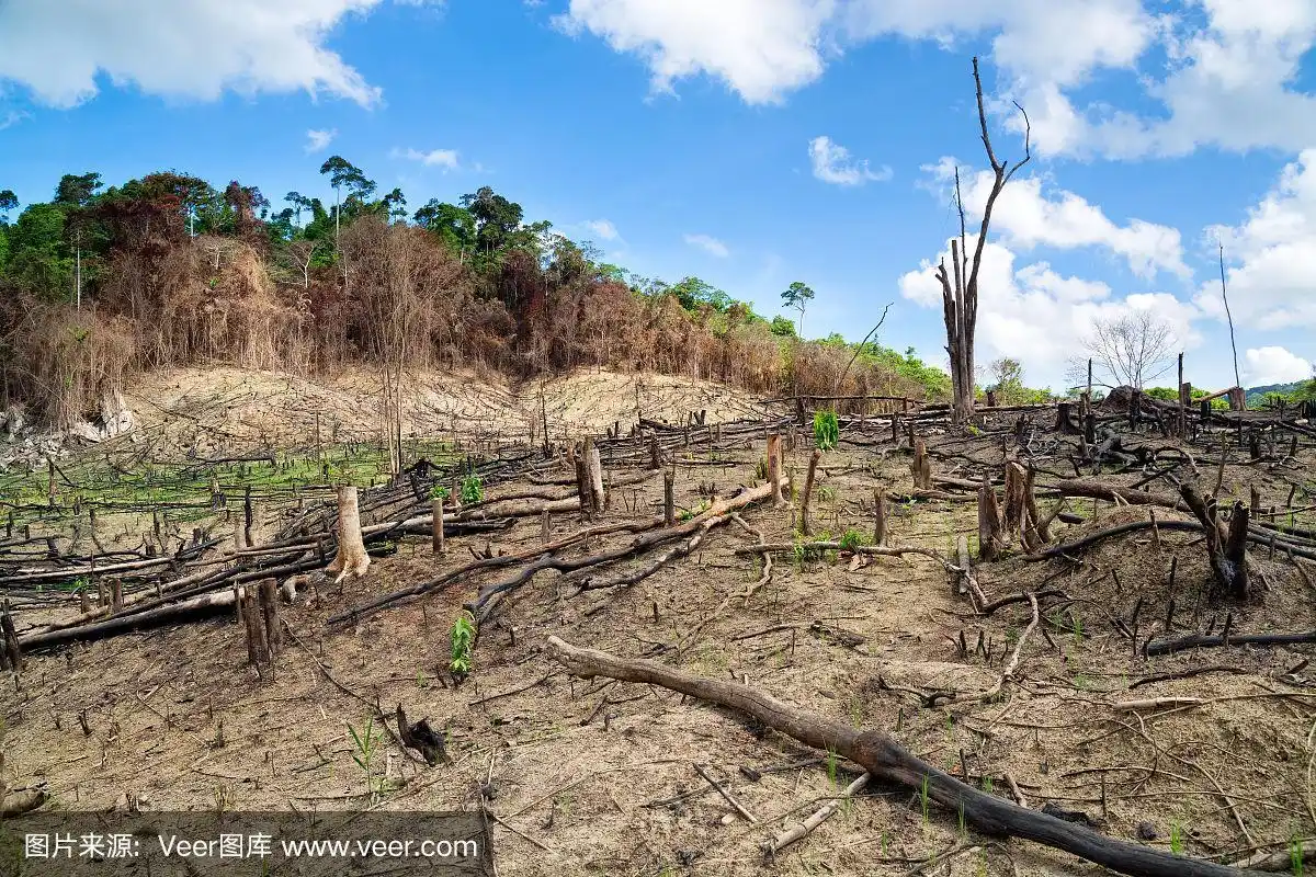 菲律宾的森林砍伐