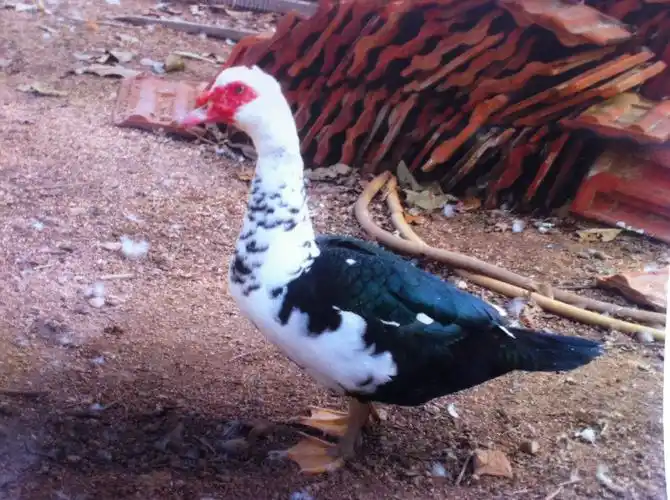 p>美洲雁,又称美洲香醇,原产于南美洲,学名香鹁,属珍禽类具有一定的