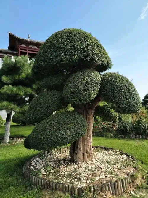 园博园内造型各异的《对节白蜡》树桩景~美不胜收.