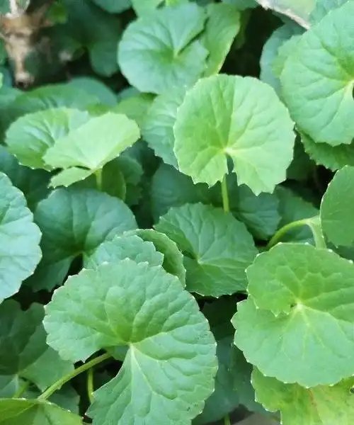 破铜钱草,老李买了盆破破烂烂的"铜钱草",家人都嫌弃,后来却"真香" -