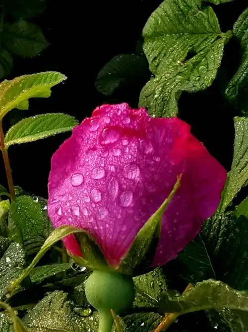 露珠在玫瑰花的花苞上滚滚欲动,淡雅清新,花香四溢.