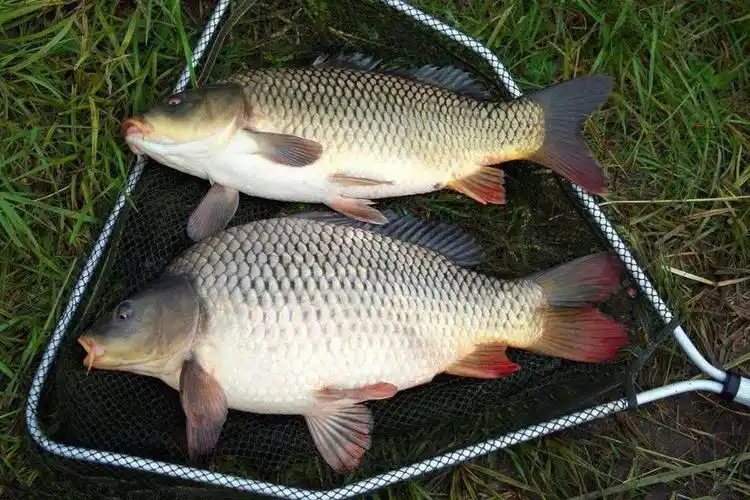 冬季的野生大鲤鱼很难钓,但也不是不能钓,就连北方地区都可以在冰面上