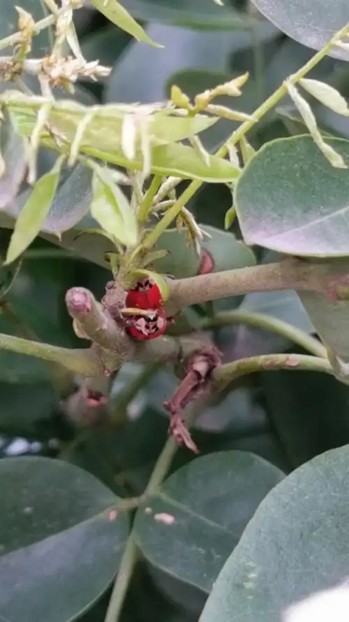 龙爪槐花正当时,花卉艳丽昆虫乐!