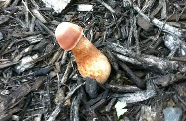 温州男「切筋」手术做一半 医生加价:便宜的是用剪刀