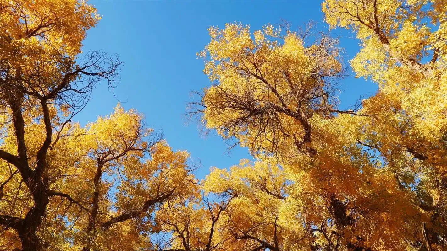 阿拉善金秋美景高清桌面壁纸