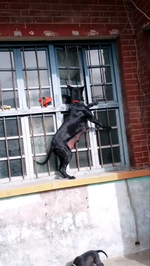 黑狼犬#黑狼犬也是可以训练的