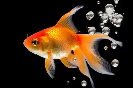 卡通鱼吐泡泡图片