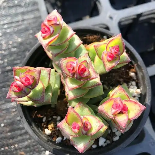 多肉植物星王子满额包邮多肉故事馆奇趣进口品种盆栽