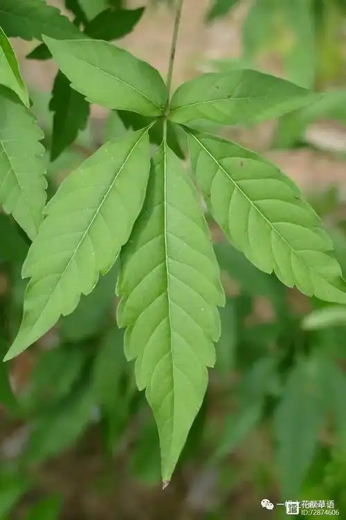 牡荆最易辨别的就是它的掌状复叶了.