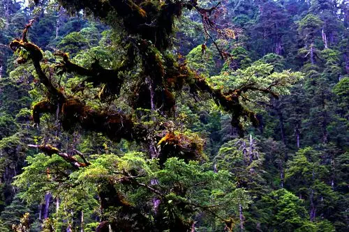 至尊森林——墨脱原始红豆杉林