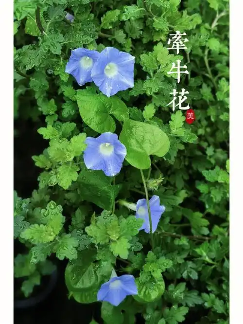 植物故事07拔不尽牵牛花