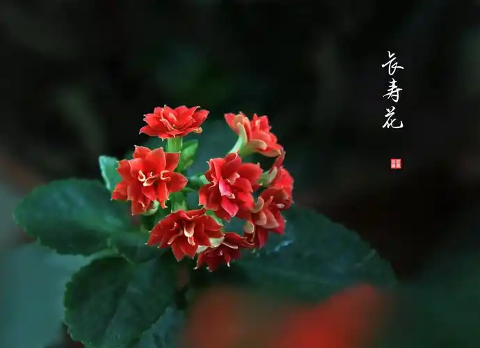 深红色的长寿花花语是,吉祥与长寿的意思.