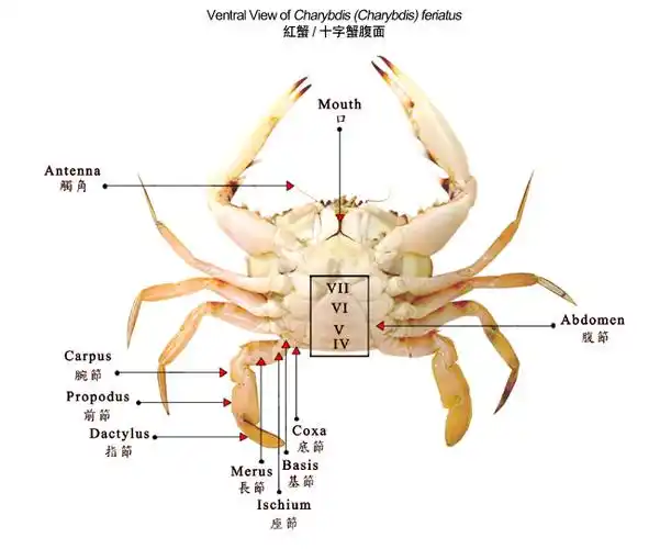 红蟹/十字蟹腹面