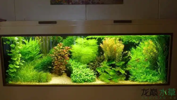 绝美荷兰景水草缸能做成这事儿的都是人才鱼缸水族箱