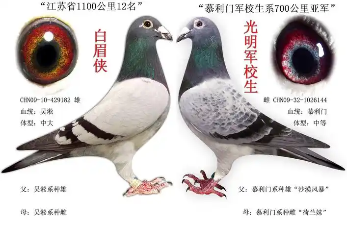 首 页  铭 鸽  新鸽上架  推荐铭鸽  定价鸽  信鸽拍卖 黄金配对