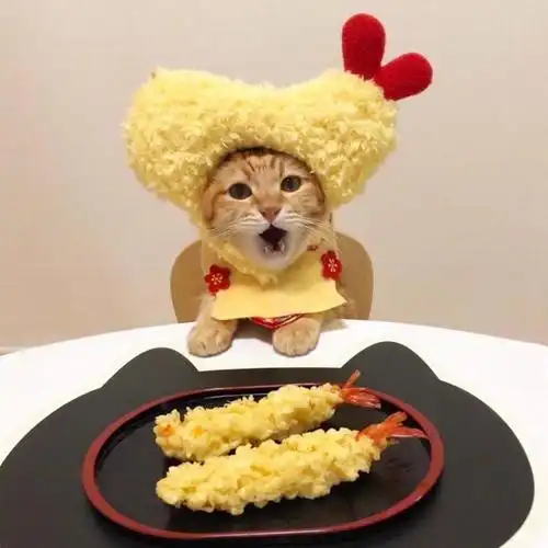 2020最火猫咪卖萌头像