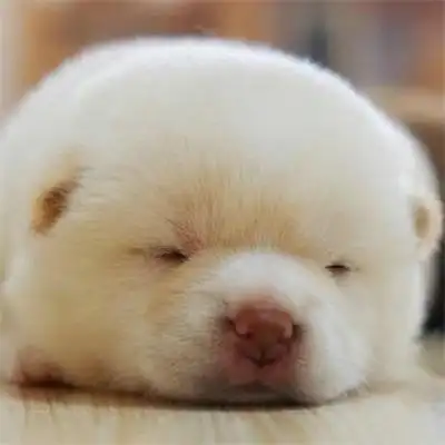 萌萌哒宠物狗男生头像超好看的狗狗