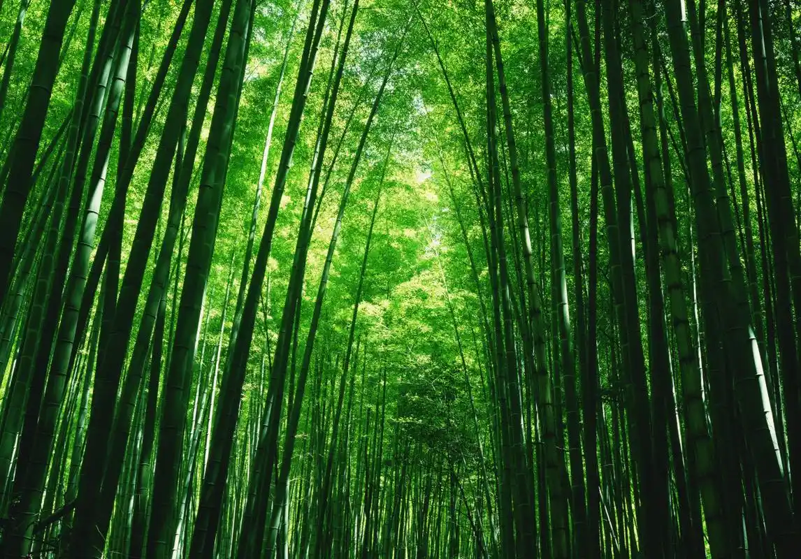 心理测试:哪片竹林的风景更美?测你晚年的生活过得好不好