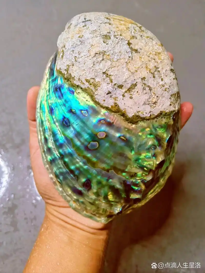 自己打磨黑金鲍鲍鱼壳 一直特别喜欢鲍鱼壳的五彩斑斓,外面卖的加工好