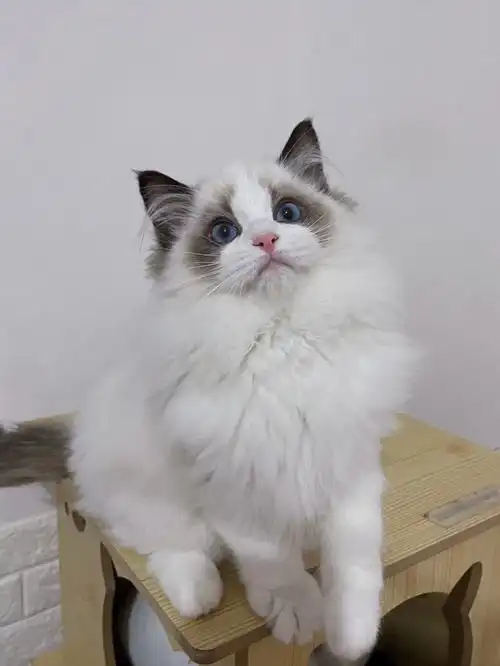 布偶究竟是蓝双好看还是海双好看