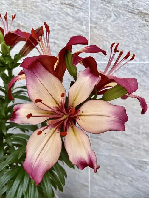 百合花品种(百合花品种大全名称和介绍)_植物知识网