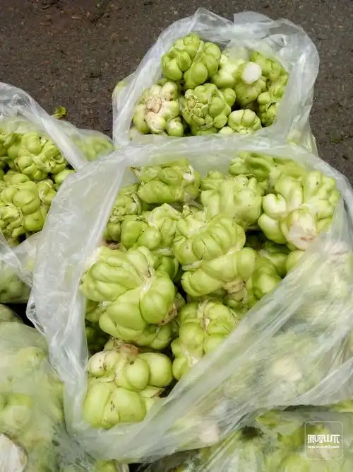 羊角菜急售几十万斤