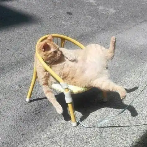 独一无二的动物沙雕可爱头像 动物头像图片大全 -【爱个性】